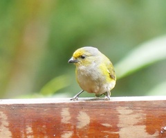 Euphonia
