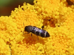 Acmaeodera