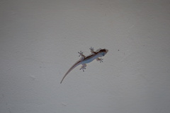 Hemidactylus frenatus