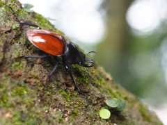 Neolucanus swinhoei