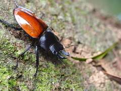 Neolucanus swinhoei