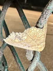 Lopharthrum comprimens