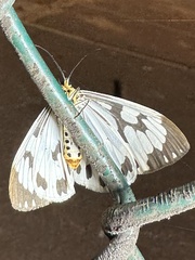 Nyctemera adversata