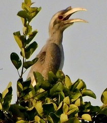 Ocyceros birostris