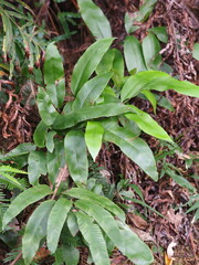 Diplazium donianum