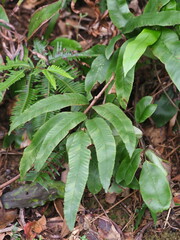 Diplazium donianum