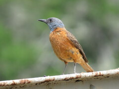 Monticola rupestris