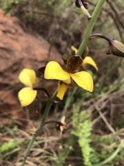 Eulophia streptopetala