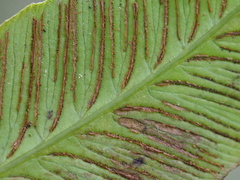 Diplazium donianum