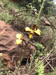 Eulophia streptopetala