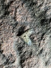 Pyraloidea
