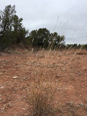 Bothriochloa barbinodis