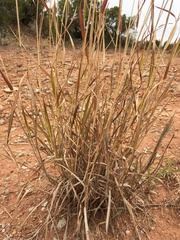 Bothriochloa barbinodis