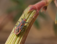 Caenocoris nerii