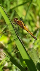 Erythrodiplax connata