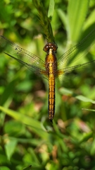 Erythrodiplax connata