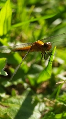 Erythrodiplax connata