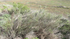 Lacomucinaea lineata