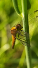 Erythrodiplax connata