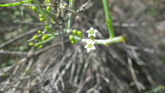 Lacomucinaea lineata