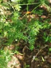 Asparagus sylvicola