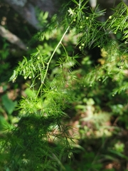 Asparagus sylvicola