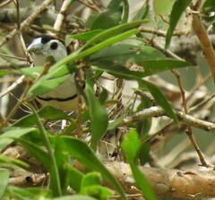 Stizoptera bichenovii