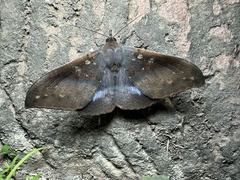 Ischyja