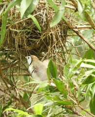 Stizoptera bichenovii