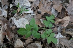 Smyrnium perfoliatum