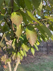 Cerasus