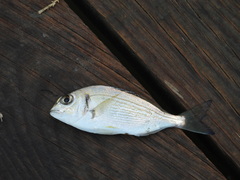 Sparus auratus