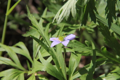 Anemonoides caerulea