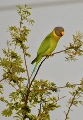 Psittacula cyanocephala