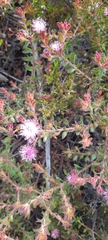 Diastella divaricata divaricata