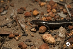Cryptoblepharus buchananii