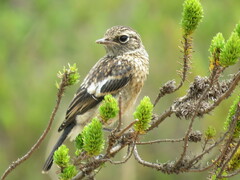 Saxicola torquatus