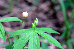 Anemonastrum dichotomum