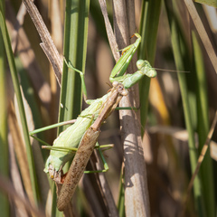 Stagmomantis resacae