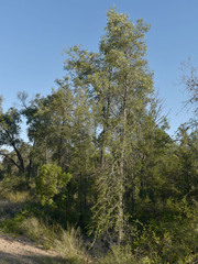 Flindersia dissosperma