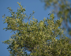 Flindersia dissosperma