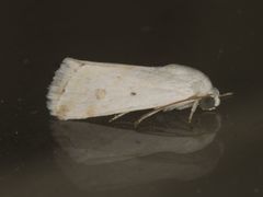 Ponometia hutsoni