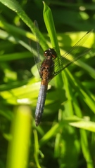 Erythrodiplax connata