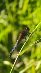 Erythrodiplax connata