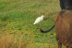 Ardeidae