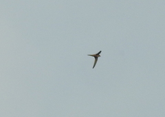 Cypsiurus balasiensis