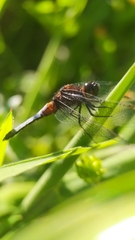 Erythrodiplax connata