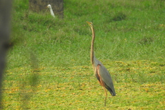 Ardea purpurea