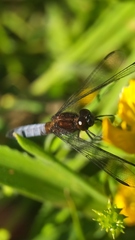 Erythrodiplax connata