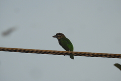 Psilopogon viridis